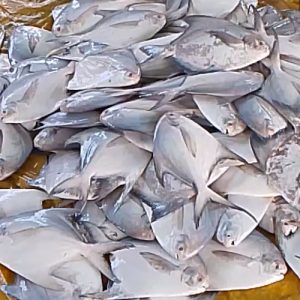 রুপচাঁদা ৩০০ আপ