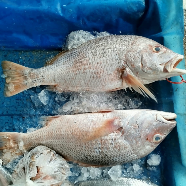 লাল কোরাল/রাঙ্গাচই