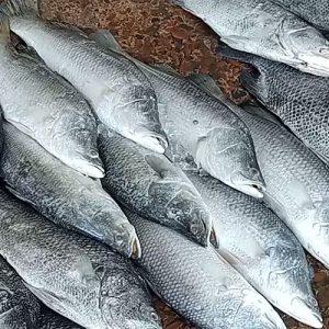 ভেটকি কোরাল ২ থেকে ৫ কেজির মধ্যে