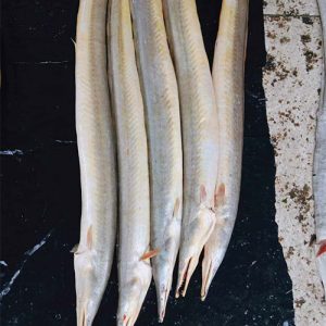 কামিলা মাছ/সামুদ্রীক বাইন