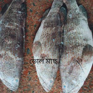 হামুড়/ভুল মাছ