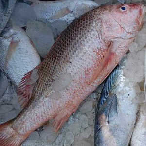 লাল কোরাল/রাঙ্গাচই
